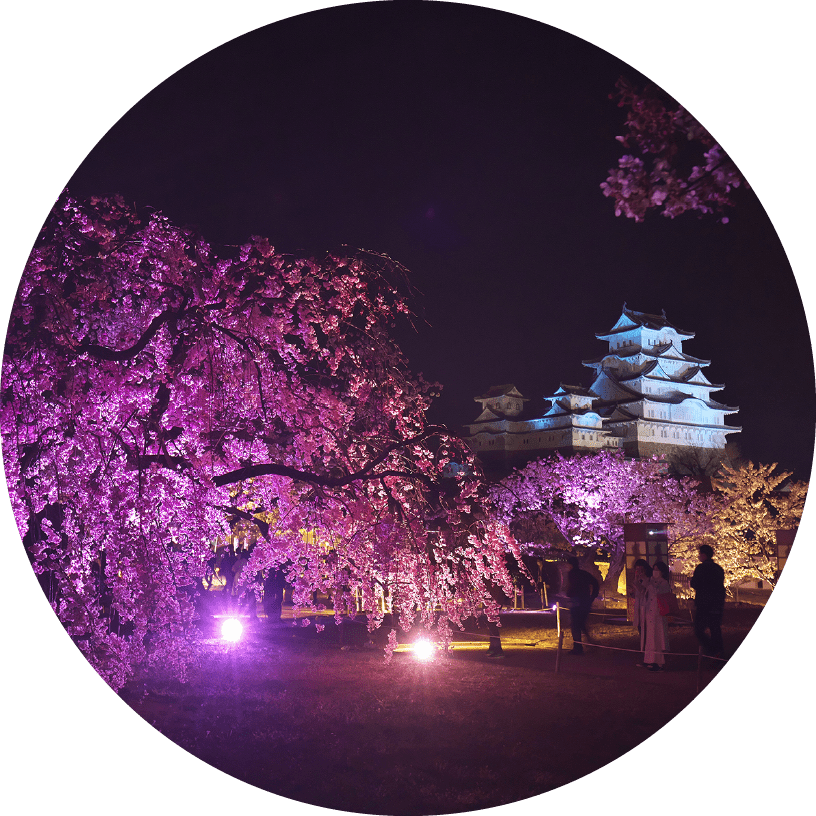 姫路城と夜桜